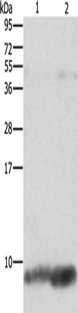 Rabbit Polyclonal Antibody to FXYD1