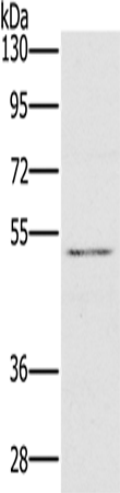 Rabbit Polyclonal Antibody to HTR3C