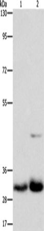 Rabbit Polyclonal Antibody to MPG