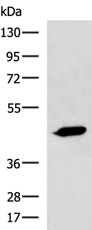Rabbit Polyclonal Antibody to ASB10