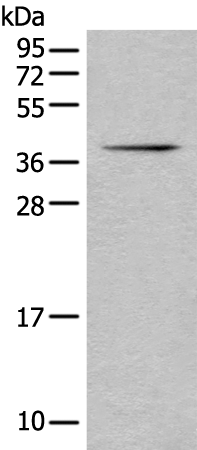 Rabbit Polyclonal Antibody to BCCIP