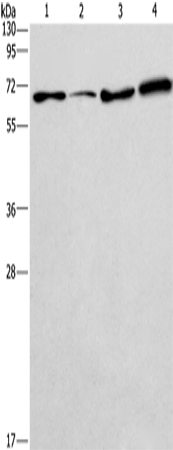 Rabbit Polyclonal Antibody to BIN3