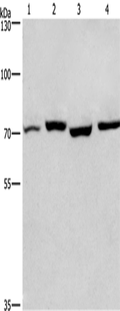 Rabbit Polyclonal Antibody to ARNTL
