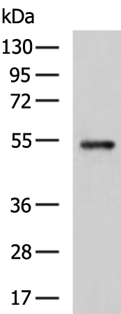 Rabbit Polyclonal Antibody to C3AR1