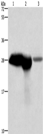 Rabbit Polyclonal Antibody to CALB1