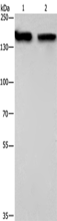 Rabbit Polyclonal Antibody to NCAPD2