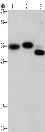 Rabbit Polyclonal Antibody to CAPZA2