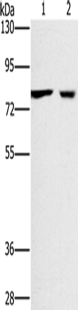 Rabbit Polyclonal Antibody to CASC3