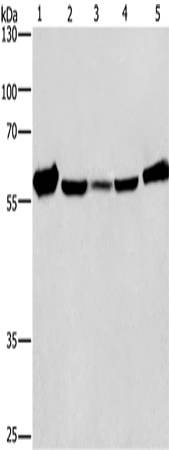 Rabbit Polyclonal Antibody to CAT