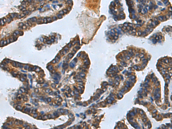 Rabbit Polyclonal Antibody to TNFRSF9