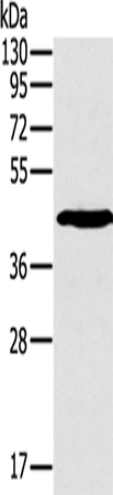 Rabbit Polyclonal Antibody to SLAMF1