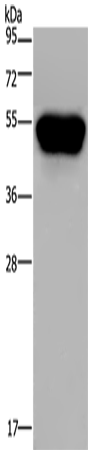 Rabbit Polyclonal Antibody to CD160