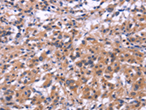 Rabbit Polyclonal Antibody to SIGLEC5