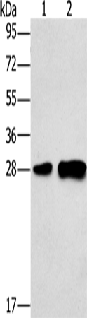 Rabbit Polyclonal Antibody to LY96