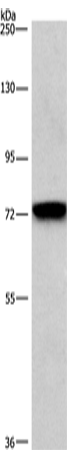 Rabbit Polyclonal Antibody to BCAM