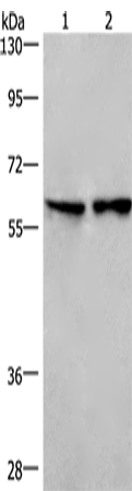 Rabbit Polyclonal Antibody to CD244
