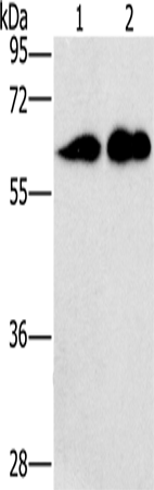Rabbit Polyclonal Antibody to CD27