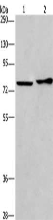 Rabbit Polyclonal Antibody to CD33