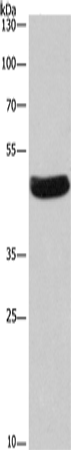 Rabbit Polyclonal Antibody to SEPTIN7