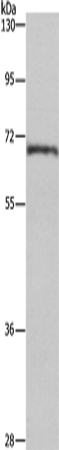 Rabbit Polyclonal Antibody to CDK5RAP3