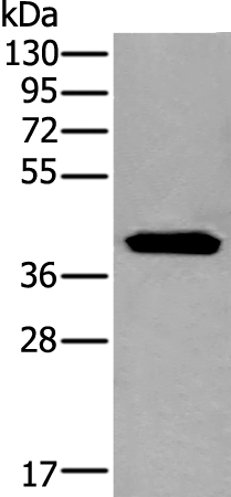Rabbit Polyclonal Antibody to CENPN