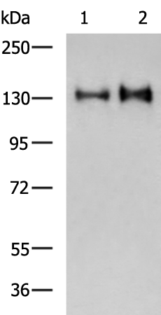Rabbit Polyclonal Antibody to CEP97