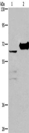 Rabbit Polyclonal Antibody to CHDH