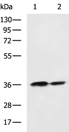 Rabbit Polyclonal Antibody to WNT3A