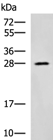 Rabbit Polyclonal Antibody to CIDEC