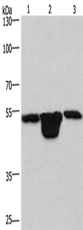 Rabbit Polyclonal Antibody to PLEKHO1