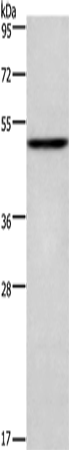 Rabbit Polyclonal Antibody to CKMT2