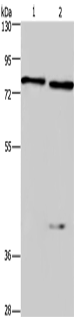 Rabbit Polyclonal Antibody to CERT1