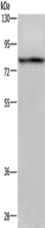 Rabbit Polyclonal Antibody to REL
