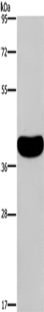 Rabbit Polyclonal Antibody to CRELD2