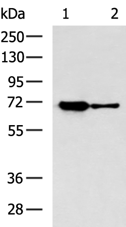 Rabbit Polyclonal Antibody to CROT
