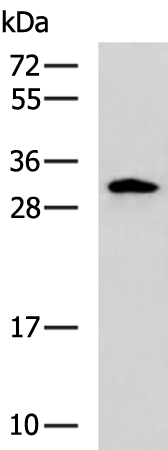 Rabbit Polyclonal Antibody to CXXC5