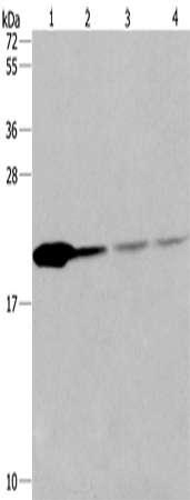 Rabbit Polyclonal Antibody to PPIB