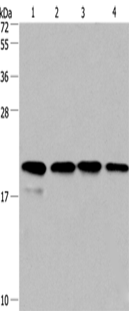 Rabbit Polyclonal Antibody to PPIF