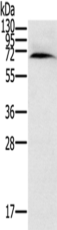 Rabbit Polyclonal Antibody to CYP11A1