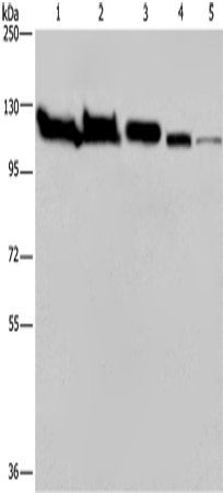 Rabbit Polyclonal Antibody to HSPA4