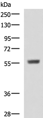 Rabbit Polyclonal Antibody to CYP4A11