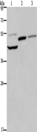 Rabbit Polyclonal Antibody to CCN1