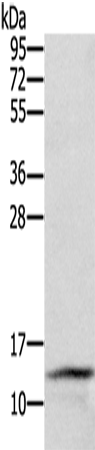 Rabbit Polyclonal Antibody to CST2