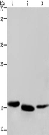 Rabbit Polyclonal Antibody to CYB5A