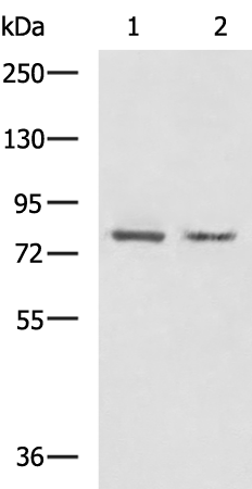 Rabbit Polyclonal Antibody to DACH1