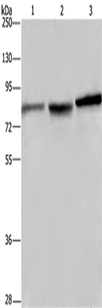 Rabbit Polyclonal Antibody to DBH