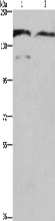 Rabbit Polyclonal Antibody to DCTN1
