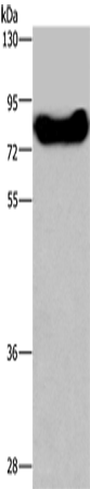 Rabbit Polyclonal Antibody to DDX43