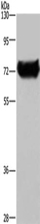 Rabbit Polyclonal Antibody to DDX53