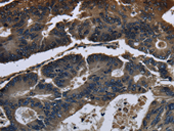 Rabbit Polyclonal Antibody to DHCR7